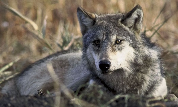 USFWS Plan to Delist Gray Wolf - Unsound Science
